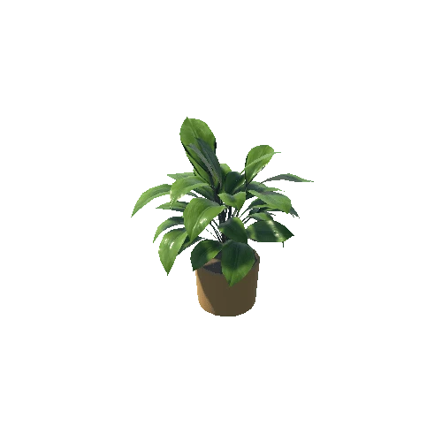 Plant 7